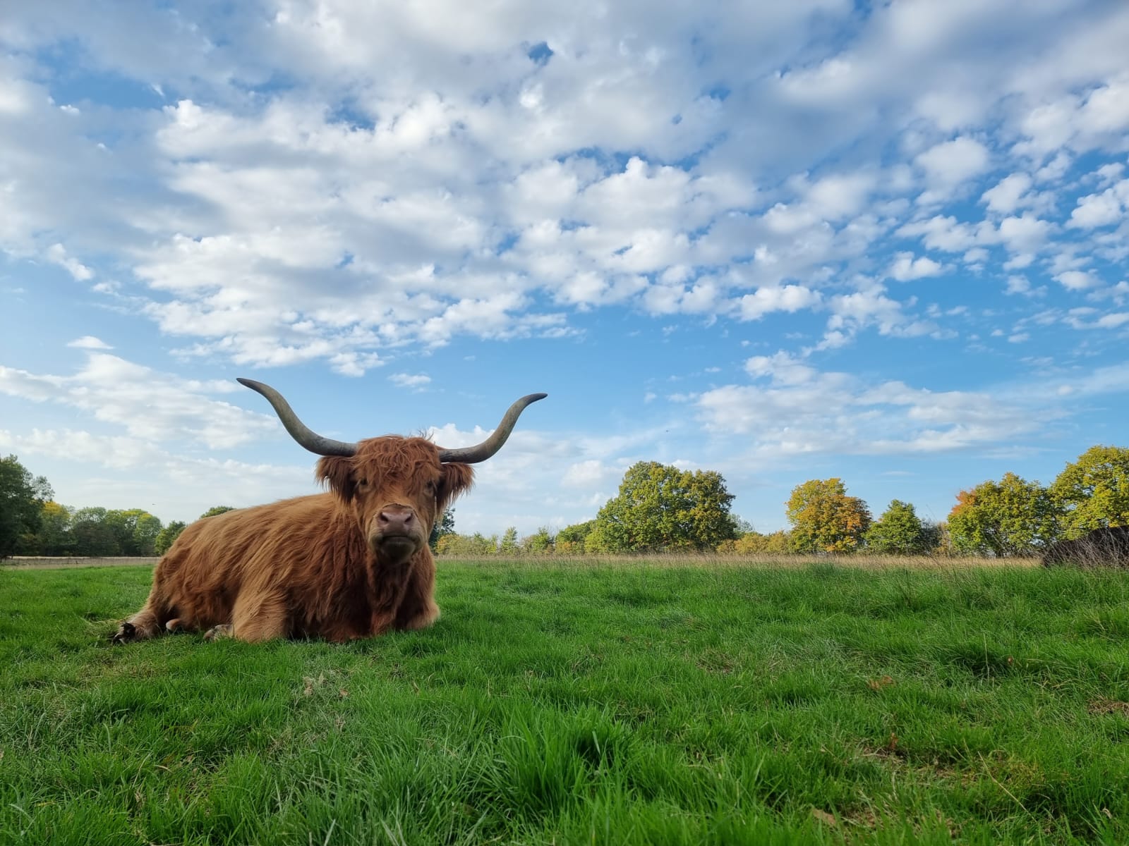 At The Bigwood Estate, our beef is 100% pasture-fed and raised. This means our meat boasts a healthy omega-3 to omega-6 ratio, much like oily fish, and contains higher levels of minerals and vitamins. This makes it incredibly nutritious!