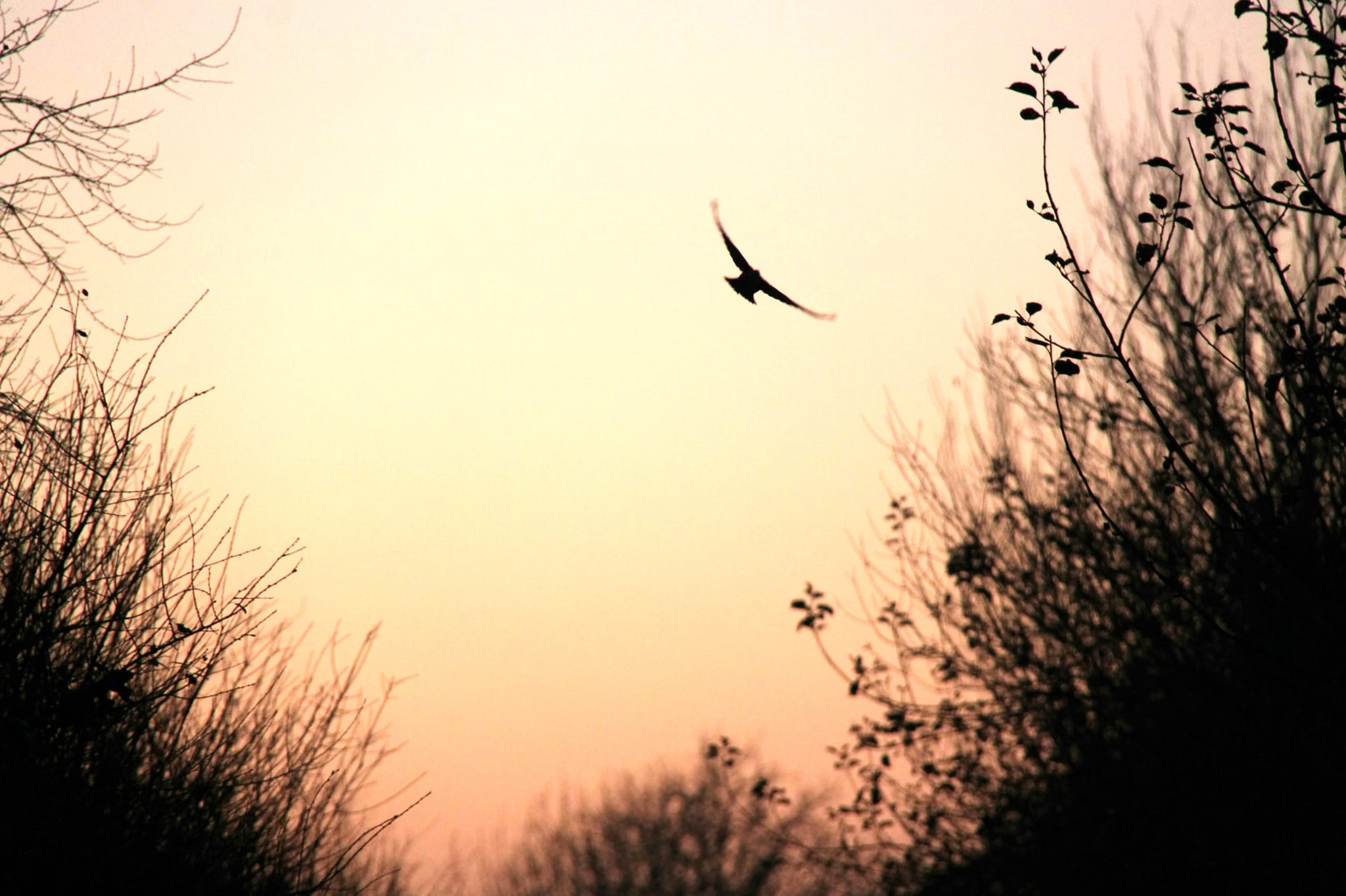 Twilight Nature Walk