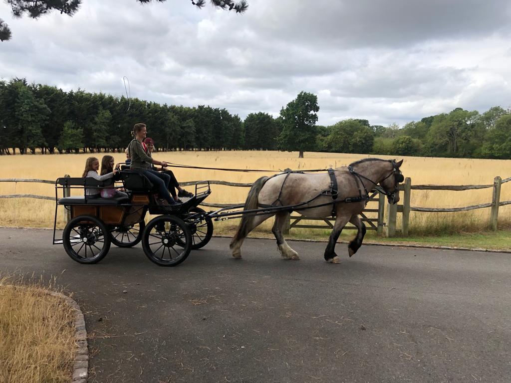 Harnessing Heritage: My Journey with Dylan the Draft Horse