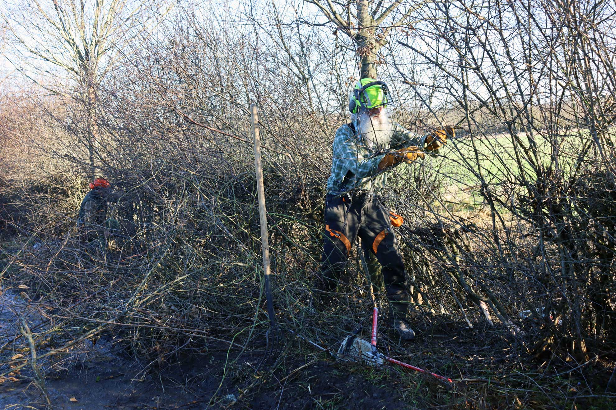 Nature’s Network: The Art of Traditional Hedge Laying and Human Connection