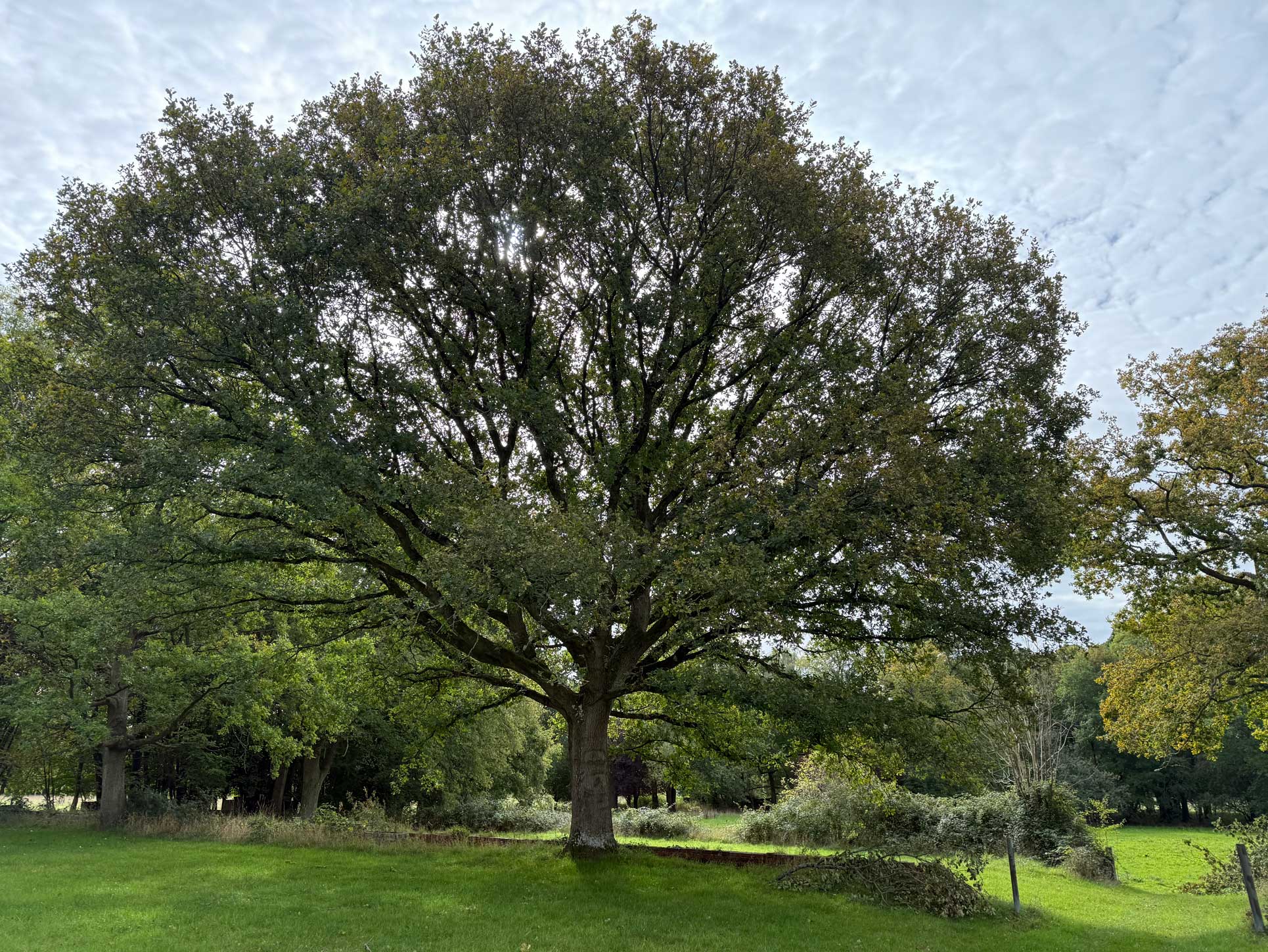 Oak