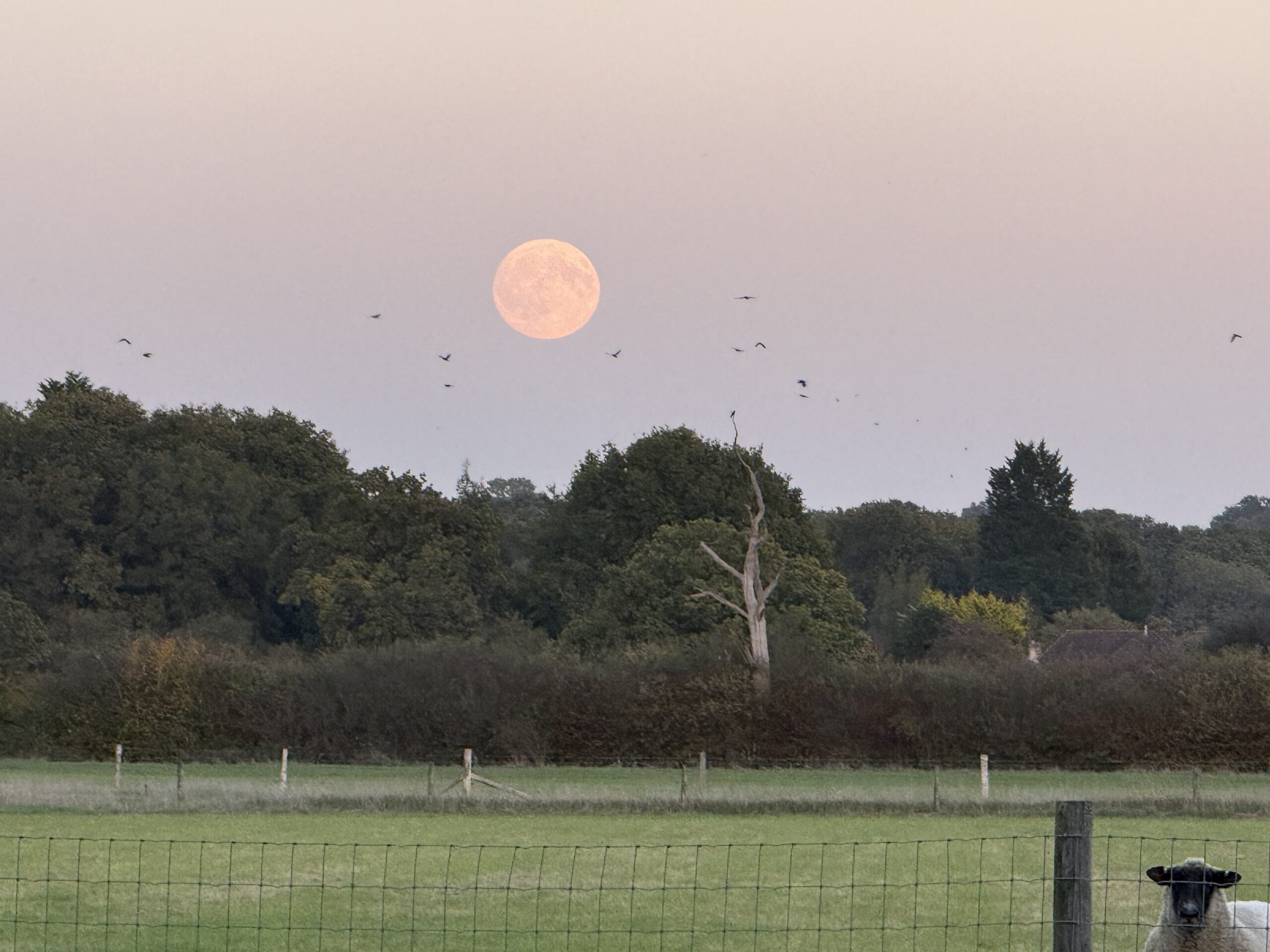 moon-over-dead-oak moon-over-dead-oak
