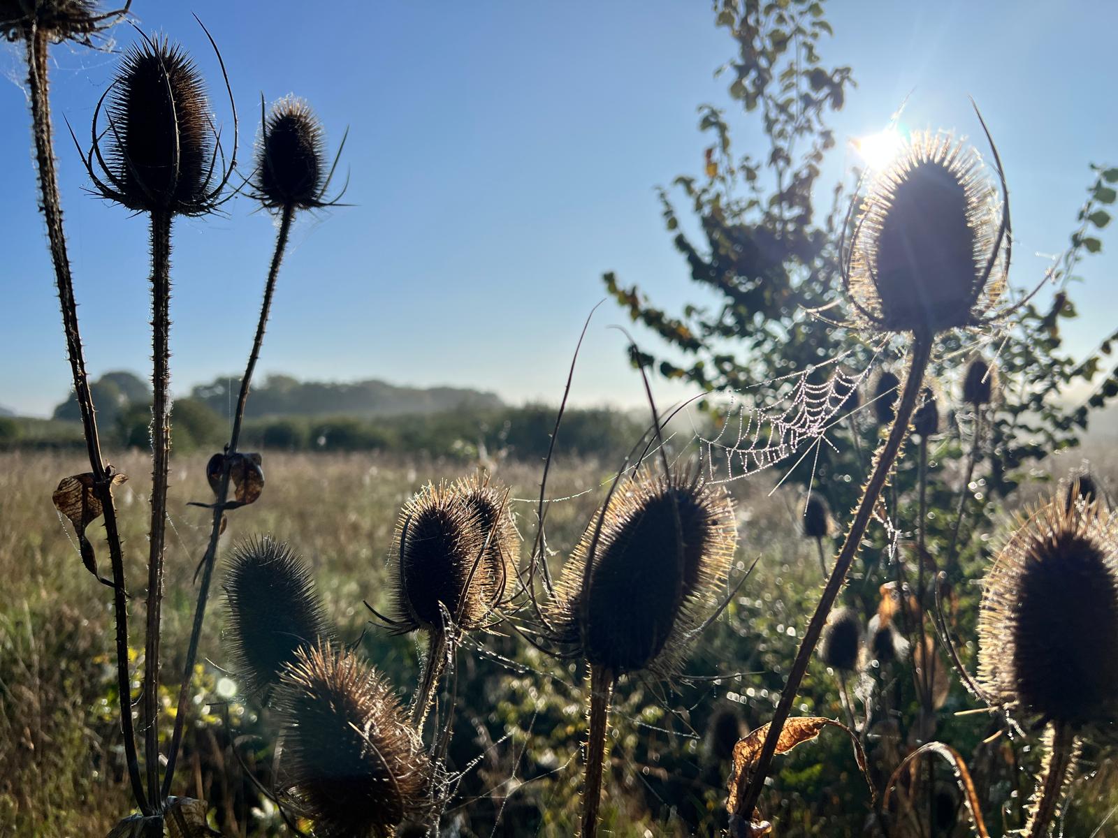 spiderweb-teasels