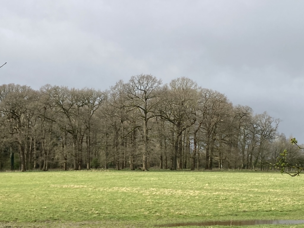 trees-behind-field
