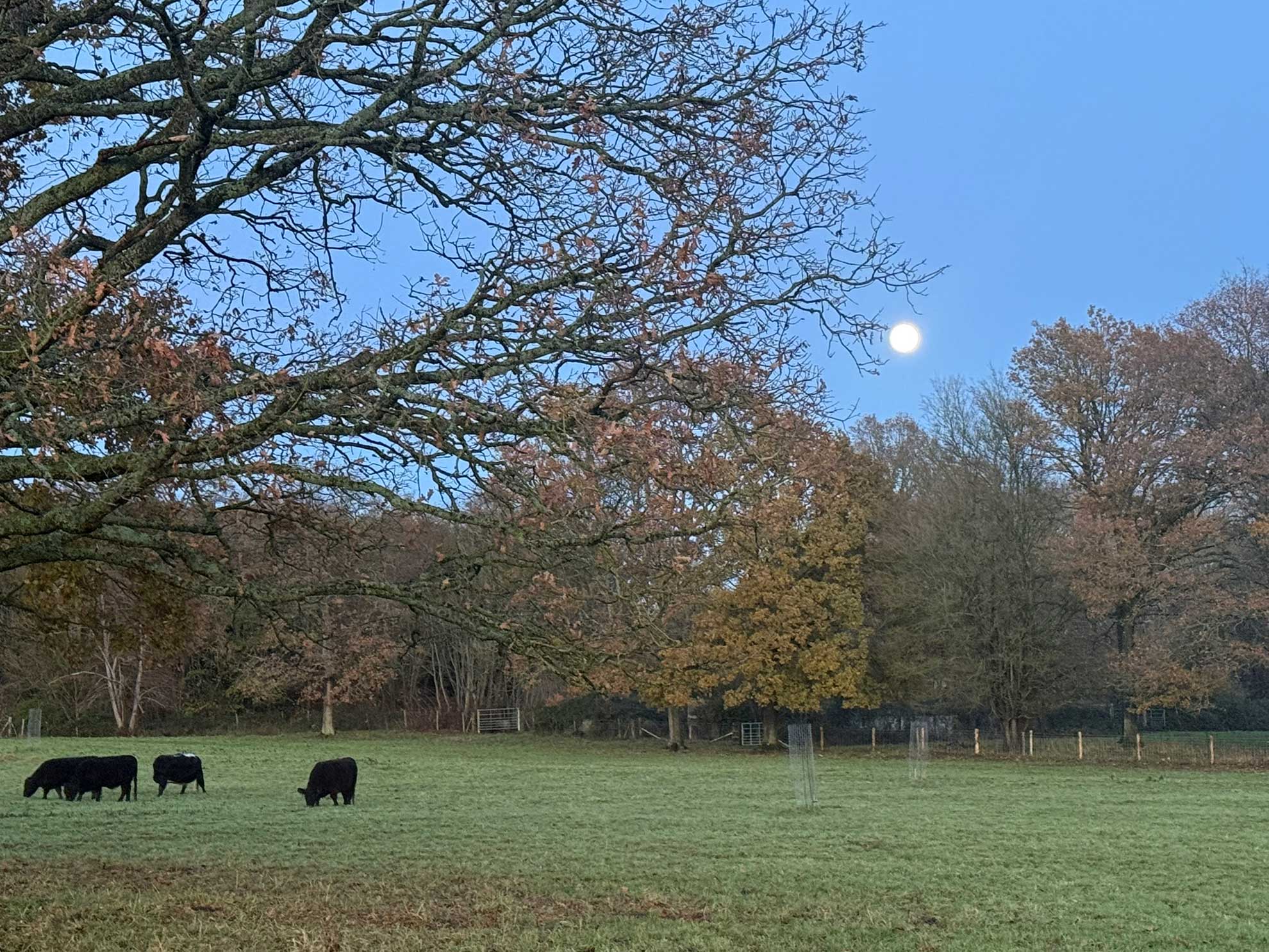 cows-under-full-moon cows-under-full-moon