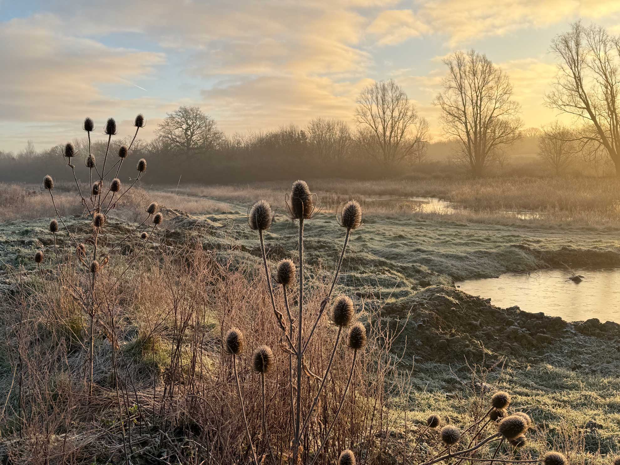 frosted-wetland