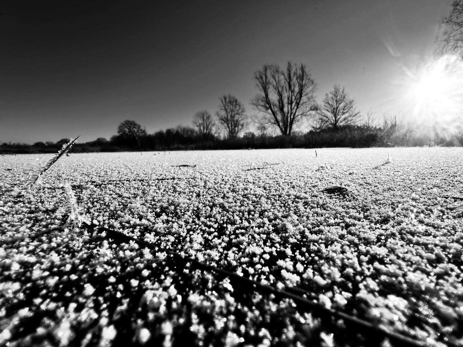 Frosted-Wetland-1