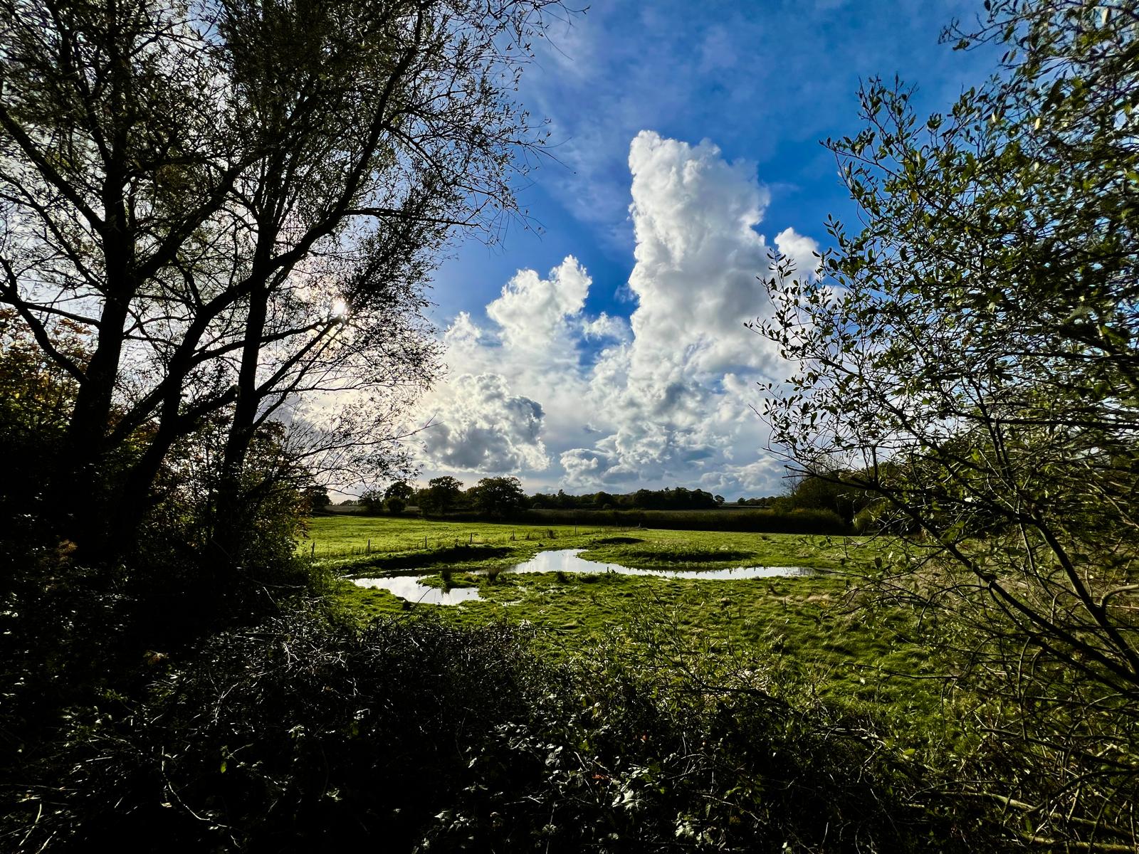 Wetland-3
