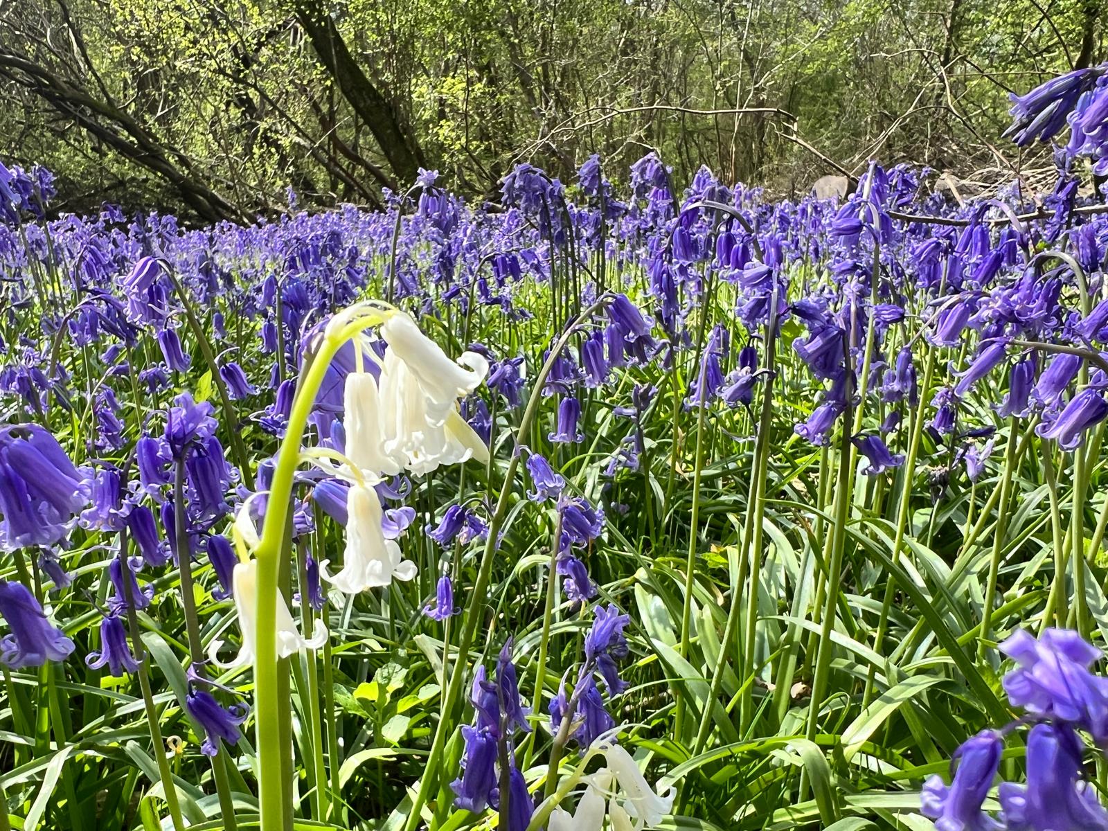 white bluebell
